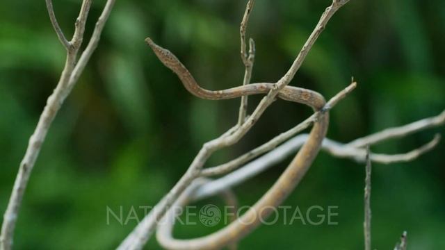 Leaf-nosed Snake смотреть онлайн