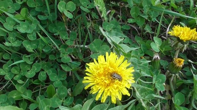 Epicometis hirta, the last sleep on a dandelion flower, Taraxacum officinalis смотреть онлайн