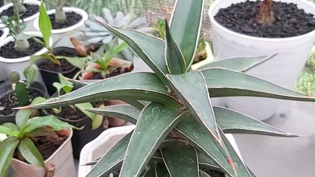 Sansevieria Lavranos 51