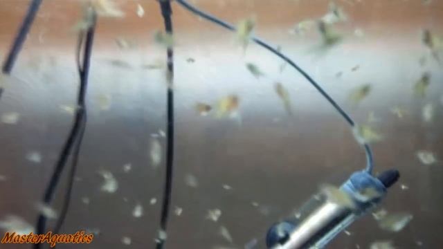 He might not make it. Monster sunfish update. Not good. смотреть онлайн