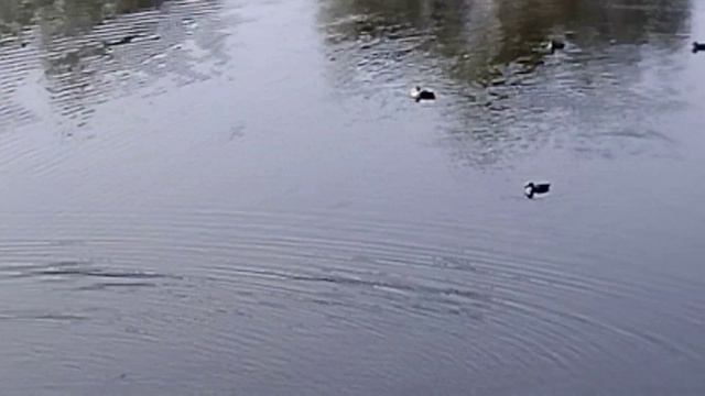 Утиный рай)) смотреть онлайн