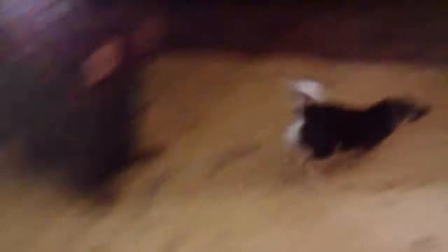 Копия видео "Том прыгун" нашёл свой дом смотреть онлайн