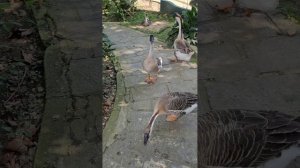 Нападение гусей на человека.