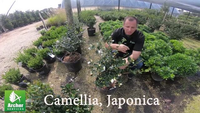 Camellia, Japonica - Archer Services смотреть онлайн