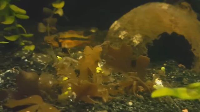 Apistogramma Cacatuoides Yavru Bakımı (Part 1) смотреть онлайн