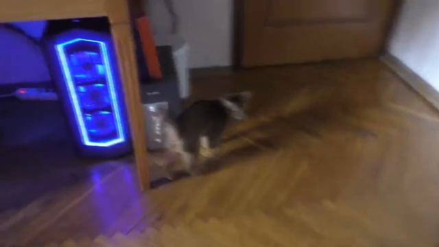 КОТИК КЕВИН И КИСА АРИЕЛА ЕДА РЕШАЕТ ВСЕ смотреть онлайн