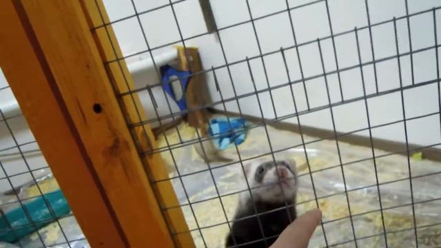 Хорьки смотреть онлайн