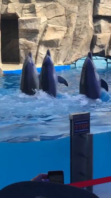 Wow, what are they doing! Dolphinarium in Batumi, Adjara, Georgia. смотреть онлайн