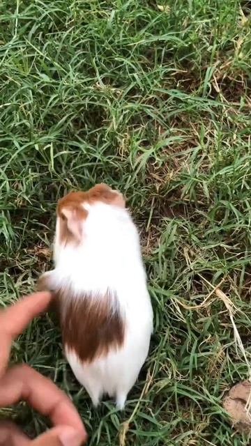 Filhote de porquinho da india/ da mistura sheltie e coroado смотреть онлайн