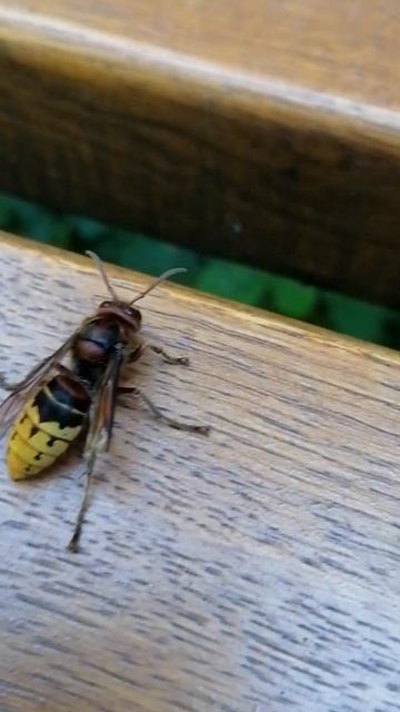 Шершень смотреть онлайн