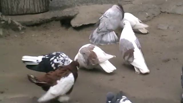 Николаевские голуби смотреть онлайн