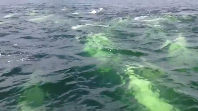 Beluga Whale Biology смотреть онлайн