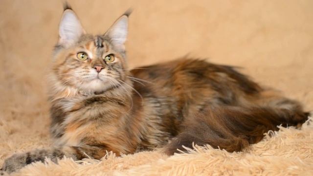 Yupi (maine coon) смотреть онлайн