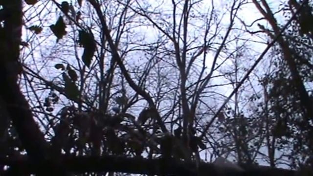caza de zorzales y tortolas смотреть онлайн