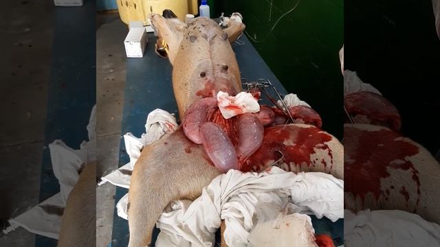 Esterilizando a una perrita... Le cambiamos la vida(2) смотреть онлайн