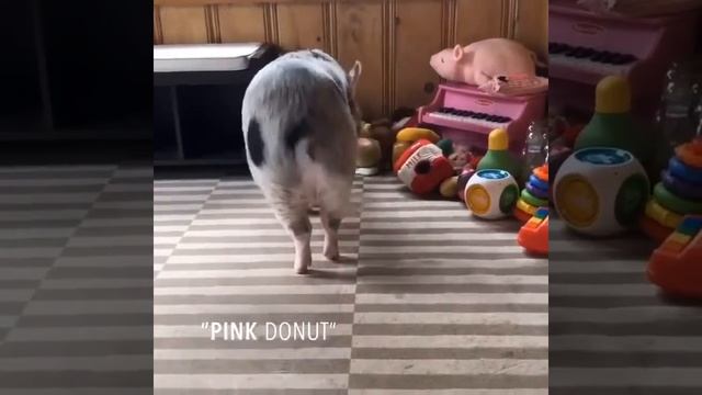 Enrichment Activities with Matilda the Pig смотреть онлайн