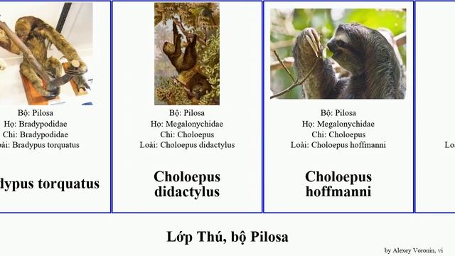 Lớp Thú, bộ Pilosa bradypus mammal mexicana variegatus pygmaeus torquatus Choloepus didactylus смотреть онлайн
