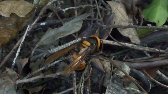 黃紋大胡蜂進食大木林蜘蛛 Vespa soror eating giant spider смотреть онлайн