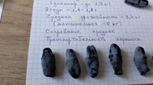 какой же сорт жимолости выбрать? 🤷😀 самые лучшие сорта жимолости (из уже проверенных)😍