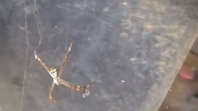 Silk Eating Spider смотреть онлайн