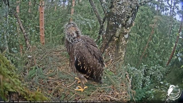 LDF Mazais ērglis (Clanga pomarina)- Orliki krzykliwe - Laila & Hugo-Przelot Jastrzębia -Karmienie смотреть онлайн