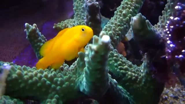 Gobiodon Okinawae - Sawada, Arai & Abe 1972 - (Gobiidae) - Gobie Corail Jaune Okinawa