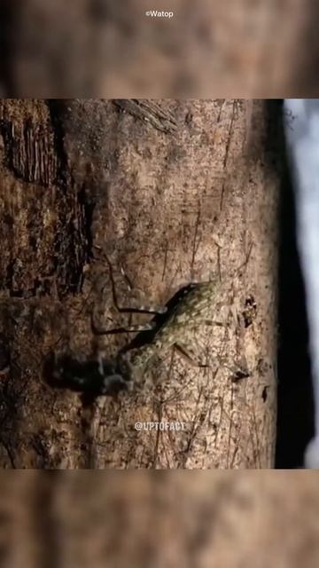 Horsehair Worm #shorts #facts #animals смотреть онлайн