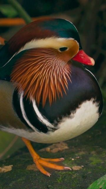 Mandarin ducks are highly social, flying in large flocks during winter. смотреть онлайн