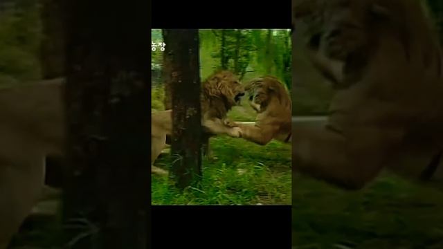 Tiger vs lion Tiger have 70% muscle mass смотреть онлайн