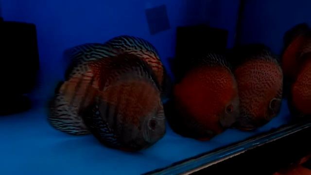 Day 1 - Red Spotted Green, Snow Eruption and Snow Leopard discus смотреть онлайн