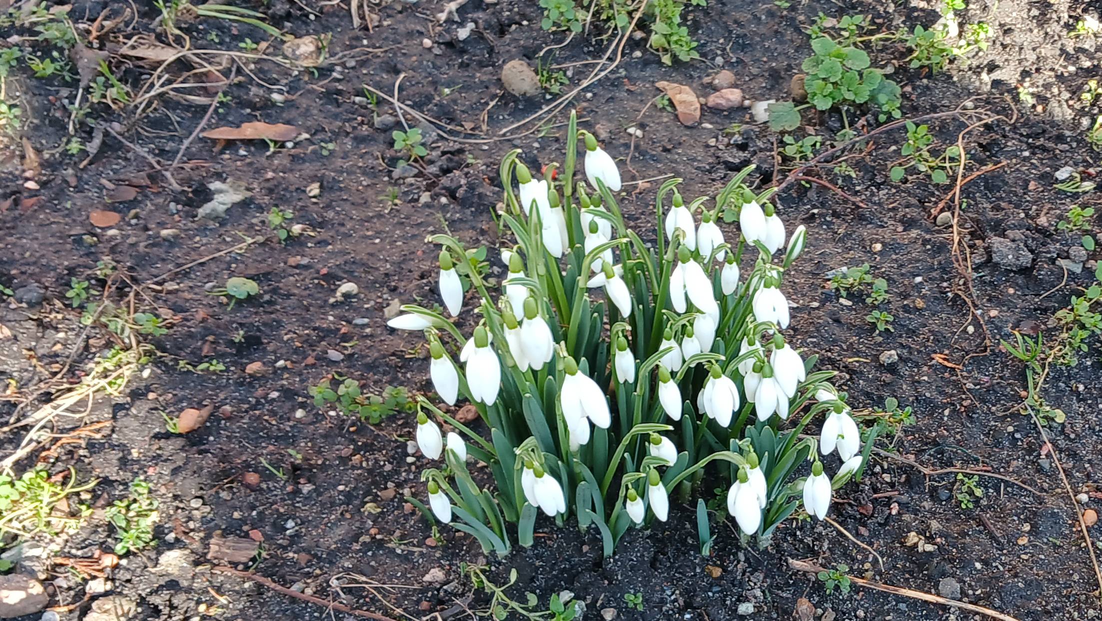 Зеленоградск, который не перестаёт удивлять. На дворе ещё зима, а здесь уже достаточно тепло... — с смотреть онлайн