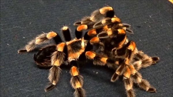 Brachypelma hamorii mating