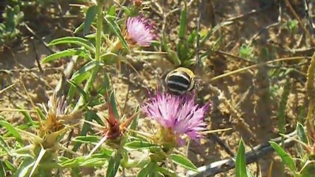 Amegilla quadrifasciata feeding nectar смотреть онлайн