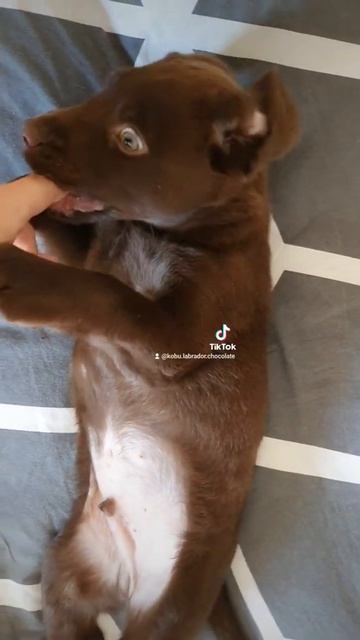 Soy pidaña - Labrador retriever смотреть онлайн