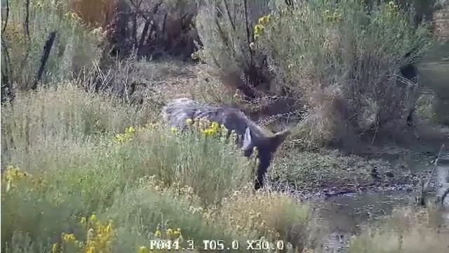 Coyote @ D&B Bison Ranch 08-24-18 смотреть онлайн