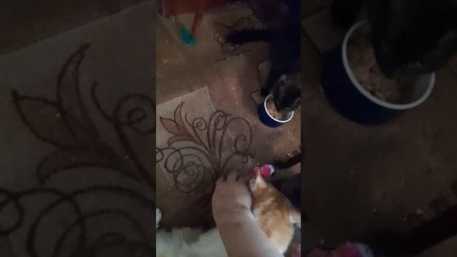видео на комедии кошка смотреть онлайн