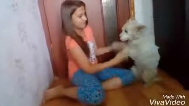 Дрессирую мою собаку Даффи!! Она грызла мою руку!! смотреть онлайн