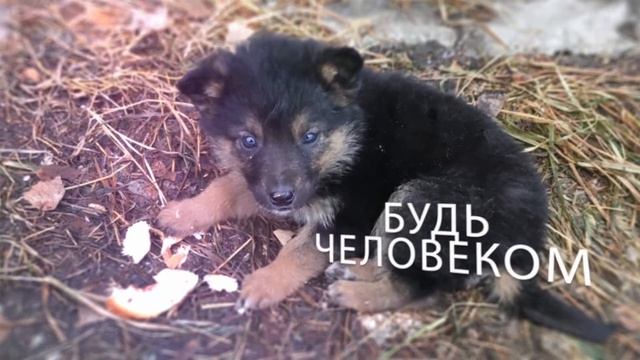 Приют для собак смотреть онлайн