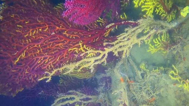 The Paramuricea clavata Reproduction - La Riproduzione della Paramuricea clavata смотреть онлайн