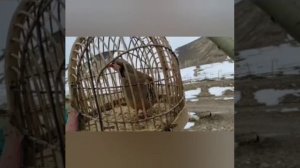 шикори кабк овози модкабк кеклик куропатка chukar