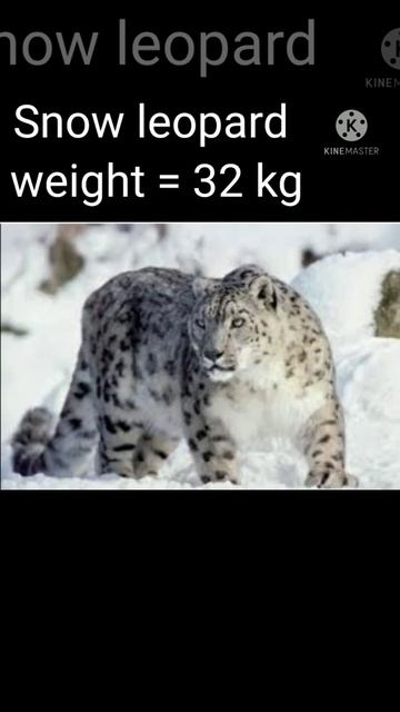 Snow leopard vs Clouded leopard Comparison | Who is winner 🏆 ? #shorts смотреть онлайн