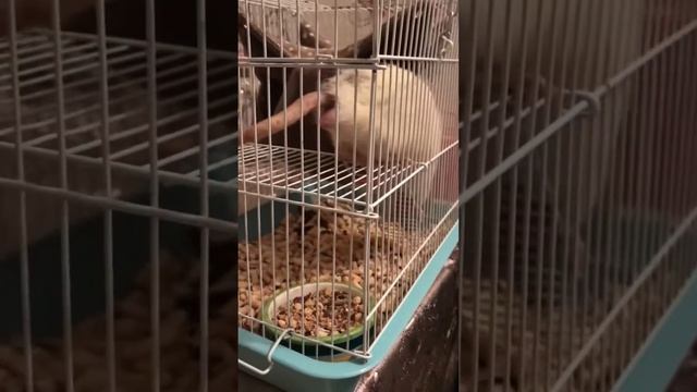 ПРАНК НАД РИЧИ! Ричи этого точно не ожидал😂 смотреть онлайн