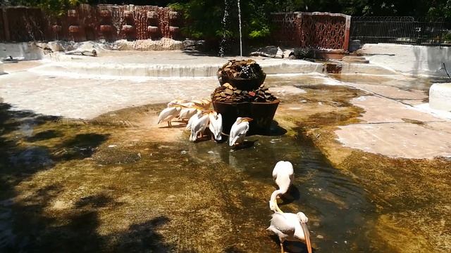 Pink Backed Pelican Take Tan Under Water Fountain смотреть онлайн