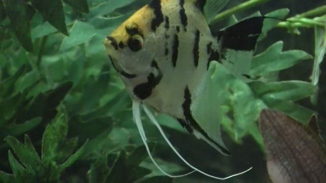 Angelfish Laying Eggs July 7th, 2010.mpg смотреть онлайн
