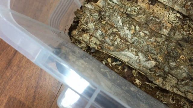 [벌러지닷컴]등각류 공벌레 쥐며느리 폭풍 번식! смотреть онлайн
