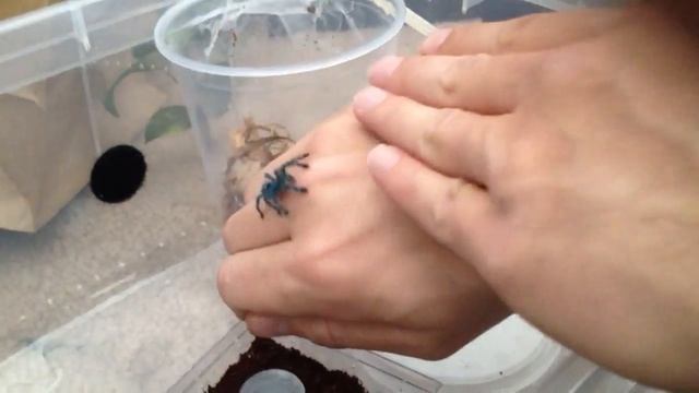 Our Avicularia versicolor смотреть онлайн