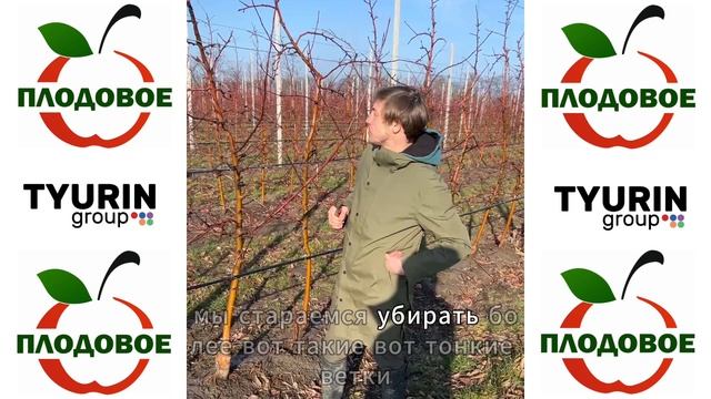 Обрезка Галы