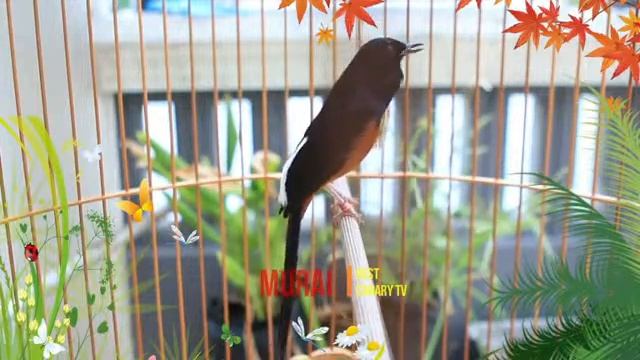 MURAI BATU MEDAN GACOR FULL ISIAN buat Pancingan murai agar emosi BONGKAR ISIAN Eps.07 смотреть онлайн