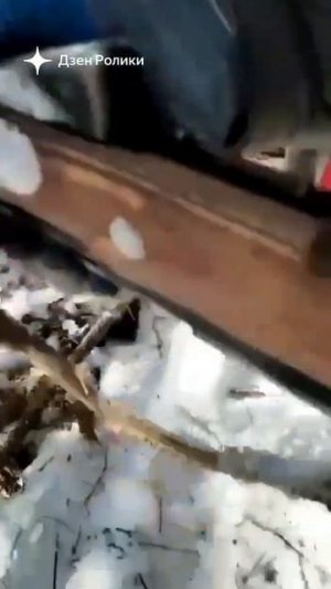 Тигор съел охотника Амурский тигр