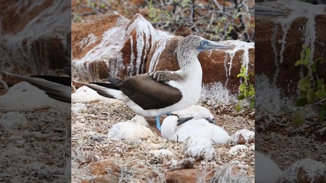 Adorable Blue-Footed Booby Babies of Galapagos Islands - A Short and Sweet Wildlife Encounter! смотреть онлайн
